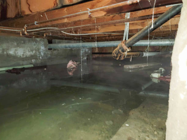 Best Local water damage restoration  in Weston, OH